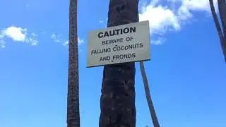 FALLING Coconuts Warning @ Whittington Park, Na'alehu, Big Island Hawaii