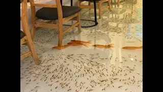 Uống cà phê trong bể nước hàng nghìn con cá chép Nhật ở Sài Gòn
