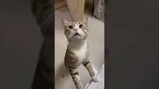 #cats #catlovers #cute #carsofinstagram #catsofyoutube #catlife #catowners #catparent #cateating