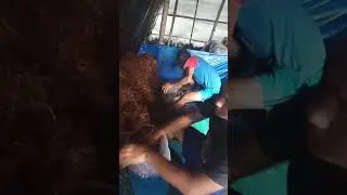 Mossroom farming in nepal