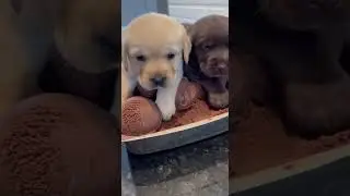 Puppy Scoops! Sweetest Surprise Ever 🐶