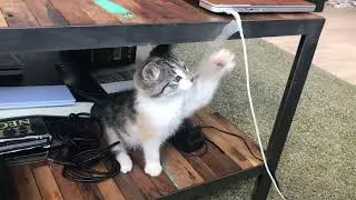 Funny Cat Cute Expressions 2021