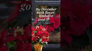 CHRISTMAS FLOWER AND DECORATION - THE POINSETTIA EUPHORBIA PULCHERRIMA