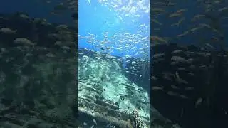 #save the oceans #wrecks #4k #asmr #shorts #aquarium #nature #fun #scuba #adventure #travel #No AI
