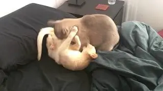 Cats playing, and Haijk fighting a rear-guard action