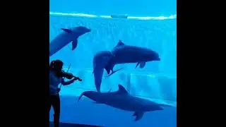 Dolphins Rush To Glass When They Hear Violinist Playing Beautiful Music For Them