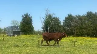 A basic introduction to beef cattle farming and essentials needed to get started
