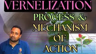 vernalization process and its mechanism of action@Harun-biozone