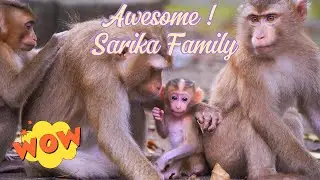 (🔴Live Now) Peaceful Day with Monkey Family &ndash; Sarika, Baby Sarina, Sariko & Saro Together