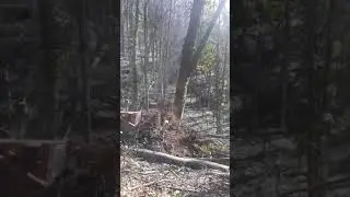tg 140  obaranje bukve