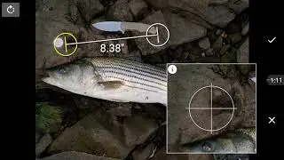 Est  length and weight of fish using cell phone app Striped Bass