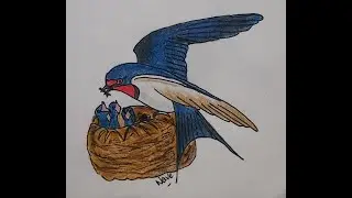 Barn Swallow Feeding Baby Birds | Colour Pencil Drawing |