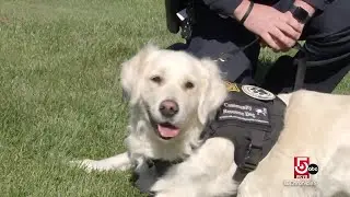 Comfort dogs bring healing to Plymouth County