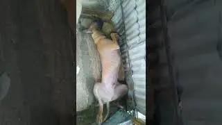 Greatdane funny video