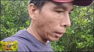 Sobrang dami ng bulaklak magtuloy sana