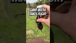 I Did NOT Expect This Beetle to Fly 😭
