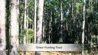 Georgia Land Auctions for 144 +/- acres of Thomas and Worth County Georgia land for sale