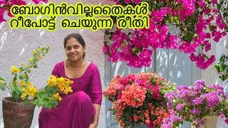 ബോഗിൻവില്ല തൈകൾ വാങ്ങിക്കുമ്പോൾ #repoting #gardening #agriculture #boganvilla