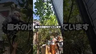庭木の伐採も行っています！ #ゴミ屋敷 #庭師 #オールスマイリー