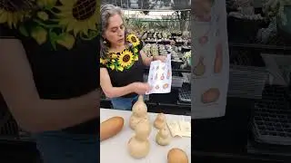 Tipos de guaje, acocote, bule, calabaza vinatera, porongo, jicaro (Lagenaria siceraria)