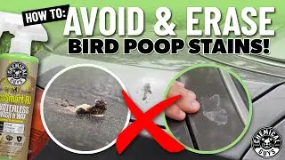 How To Properly Remove Bird Stains From Paint - Chemical Guys