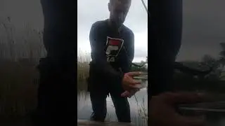 Пiшла рибка! veretenivka. com