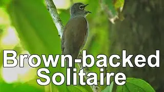 Brown-backed Solitaire