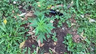 Nz weed grow update2