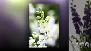 Consolida - garden plants