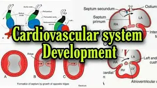 Development of Heart in bangla ||Cardiovascular system development