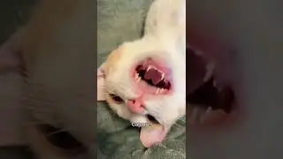 Funny CAT Moments 😂😂 episode 3852 #funnycats #cats #funnyanimals #petsofinstagram