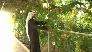 مزارع كويتي يحول أرضا صحراوية قاحلة إلى بستان