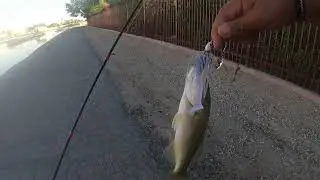 Nikko Baits! Summer fishing-Winnow/Craw