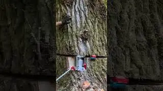 SHWEEEET TREE JACKING!! #treecare #tree #treeservice #treejacking #viral #viralreels #trending