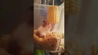 Hamlife!! Hammy the 🐹 Hamster Loving snack time