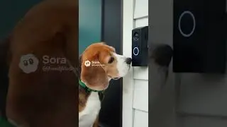 The 
