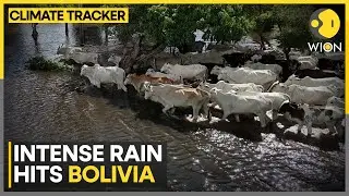 As Bolivia Grasslands Flood, Cows Swim Where They Once Grazed | WION Climate Tracker