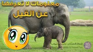 10 معلومات لا تعرفها عن الفيل