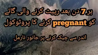 Treatment protocol of repeater cow without cyst; Her 7 din bad repeat karny wali cow ka ilaj