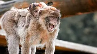 Poor Baby Injured By Angry Monkeys 😔 || Mother monkey in Full Anger Now