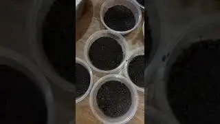 KELOMPOK 4 CARA MEMBUAT OREO CHEESE CAKE CAPS