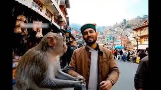 Monkey vlog for Simla #viral # Ai