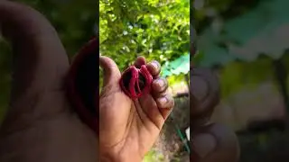 Nutmeg farming tour episode 1