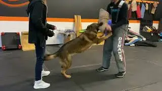 Defense of handler training - German shepherd Cer