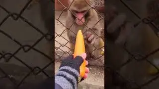 Monkey grabs food
