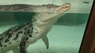 Зубастая улыбка и танец живота от крокодилки.