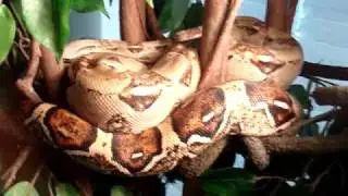 boa constrictor imperator