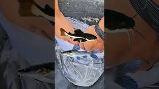 BELI IKAN RTC KW DI PASAR PARUNG‼️