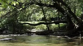 Kentucky Division of Water Nature-Based Solutions