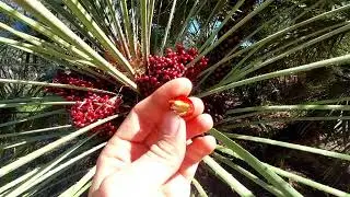 Tasting Smelly Mediterranen Dwarf Palm Fruits(Chamaerops humilis)